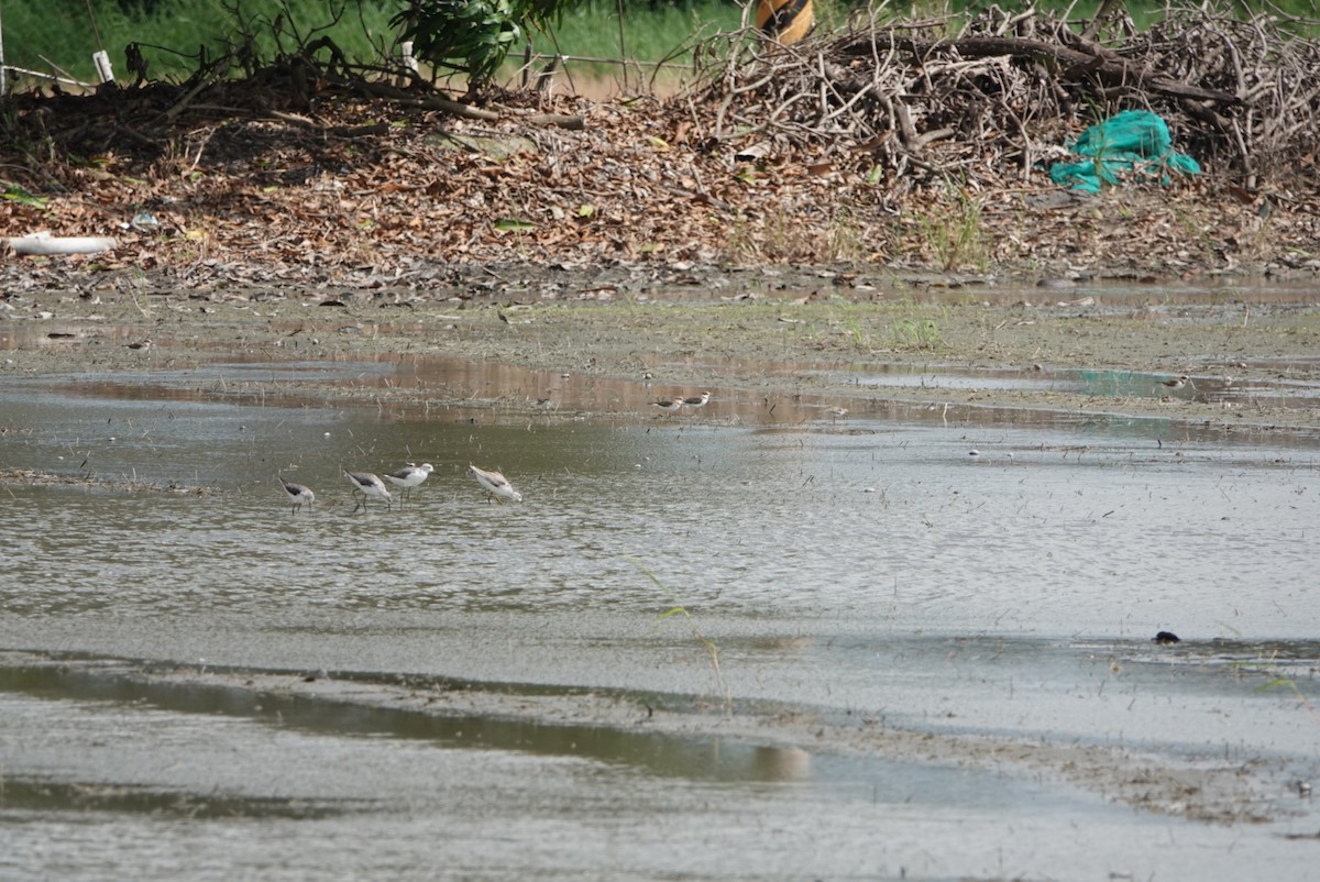 Marsh Sandpiper - ML623937580