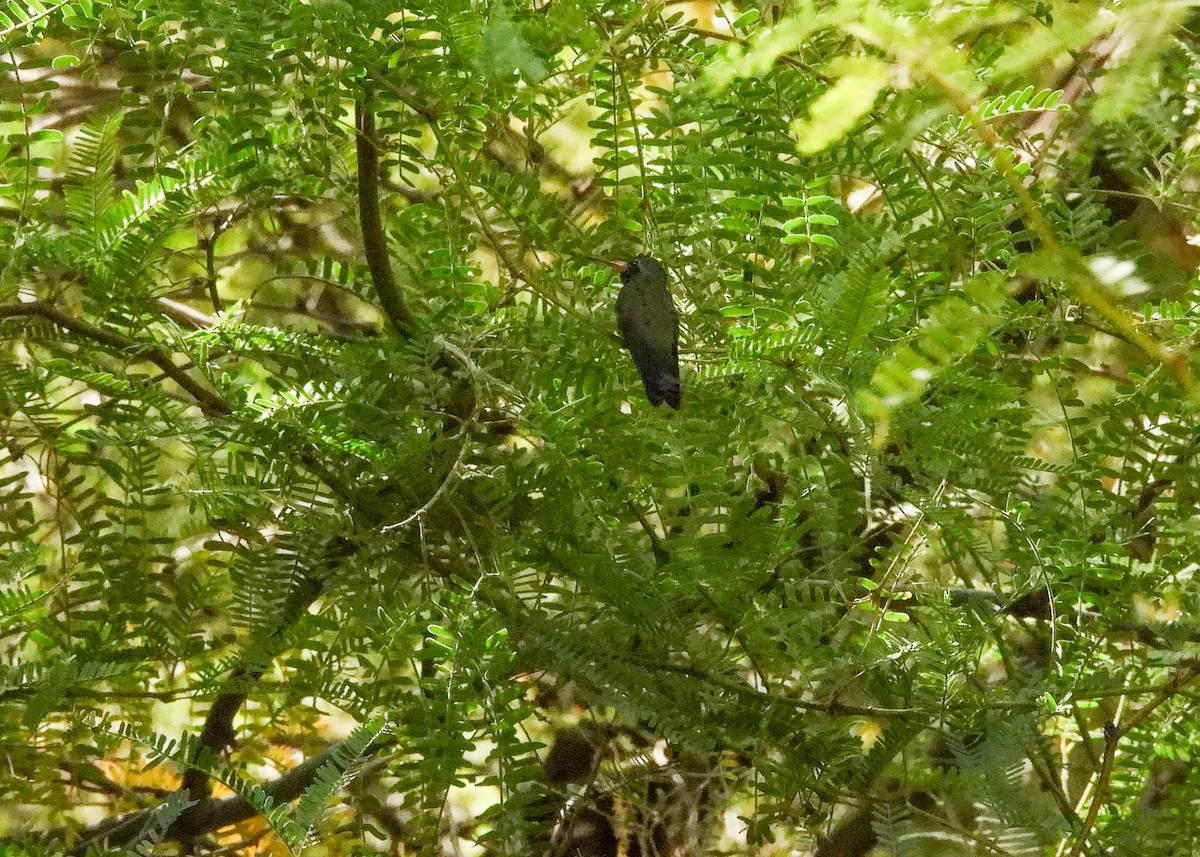 Broad-billed Hummingbird - ML623937583