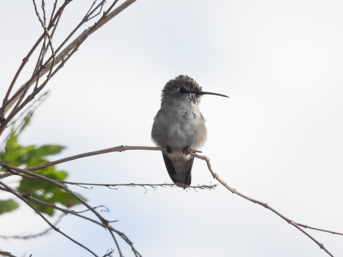 Costa's Hummingbird - ML623937587