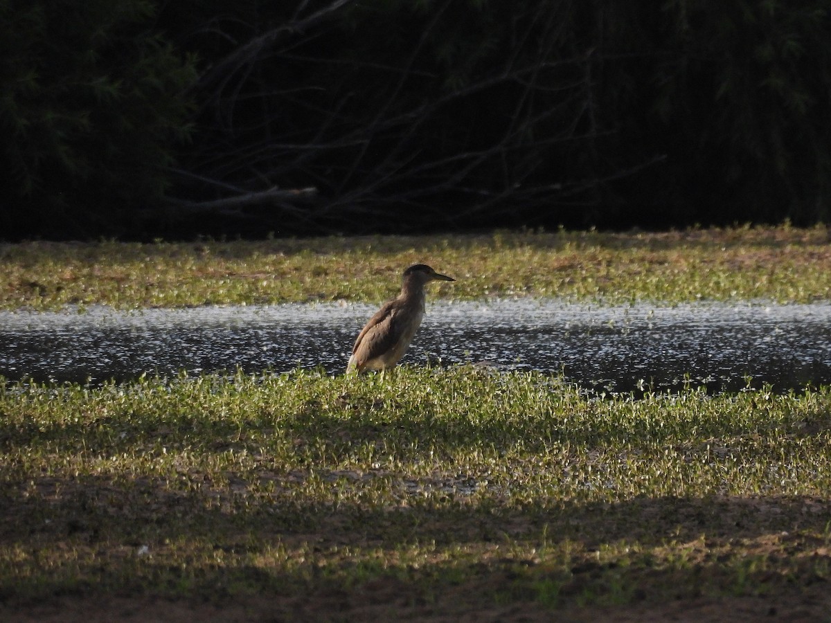 Black-crowned Night Heron - ML623937591