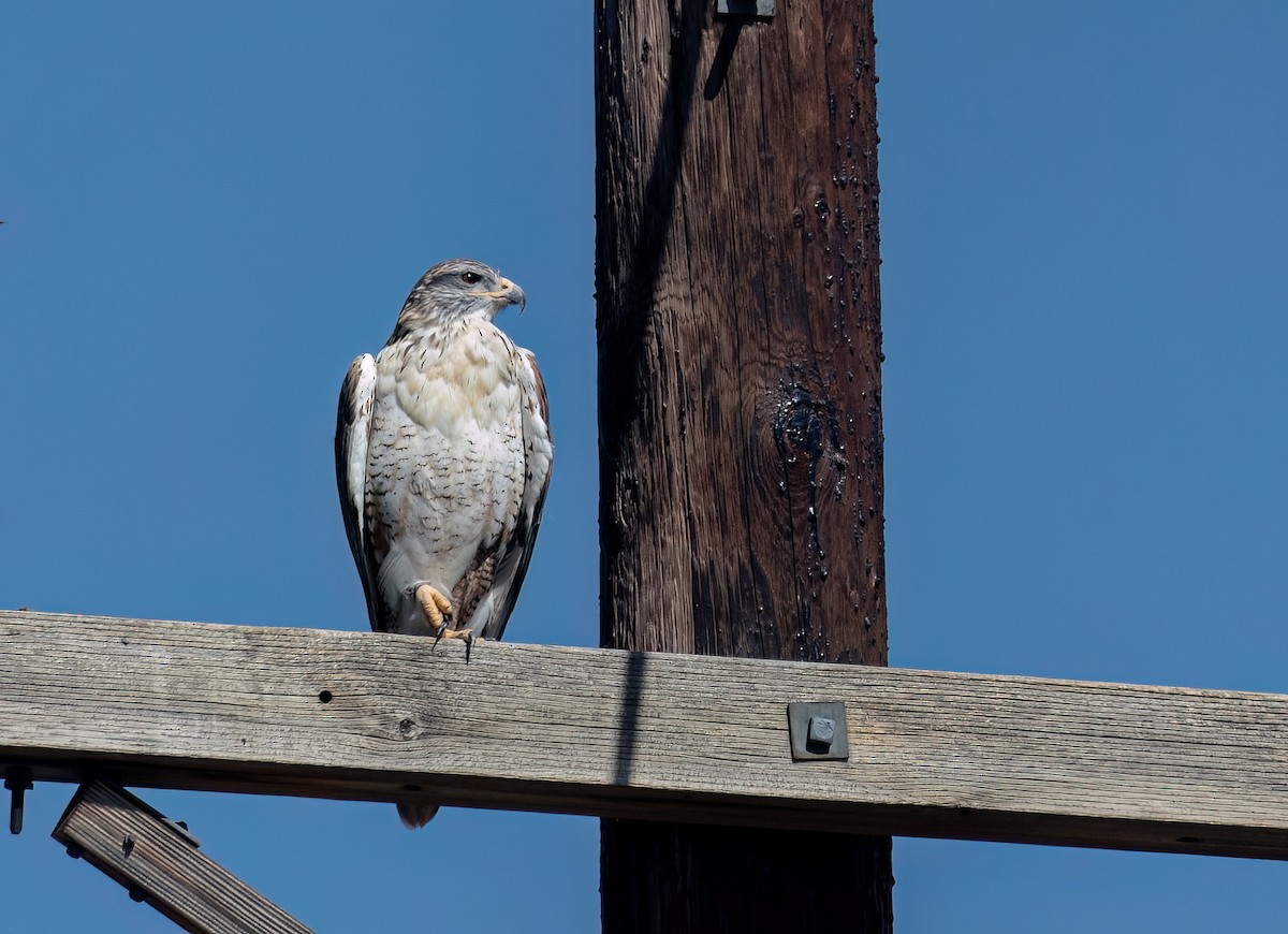 Ferruginous Hawk - ML623937592