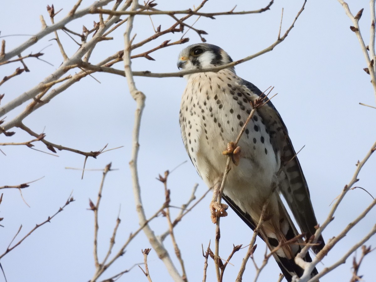 American Kestrel - ML623937594