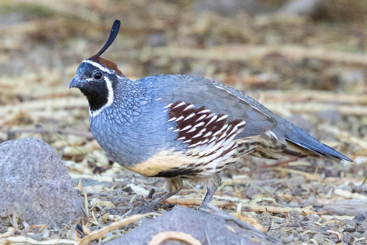 Gambel's Quail - ML623937595