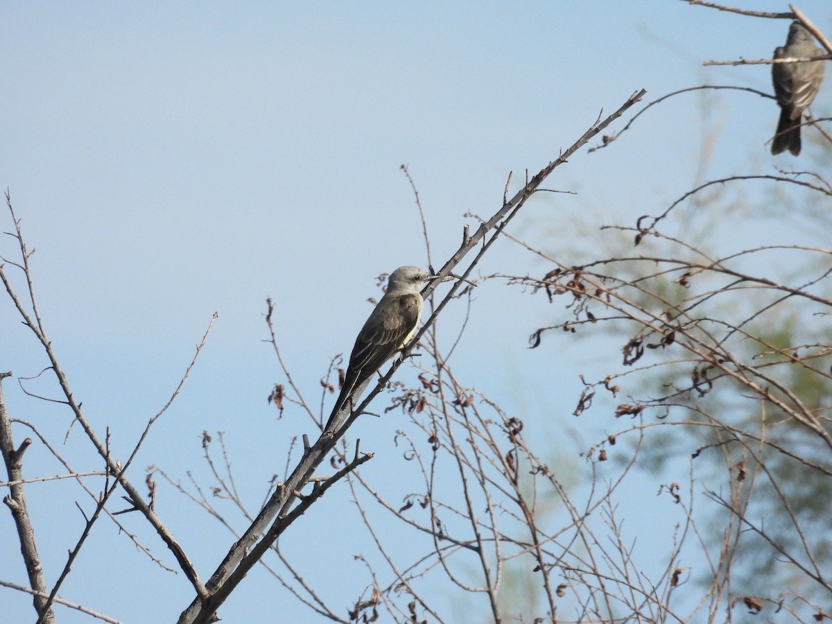 Western Kingbird - ML623937600