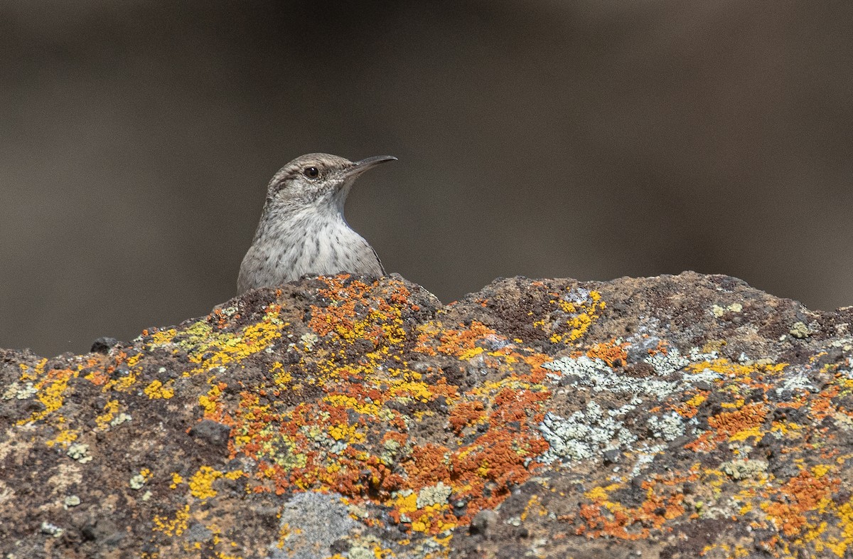 Rock Wren - ML623937605