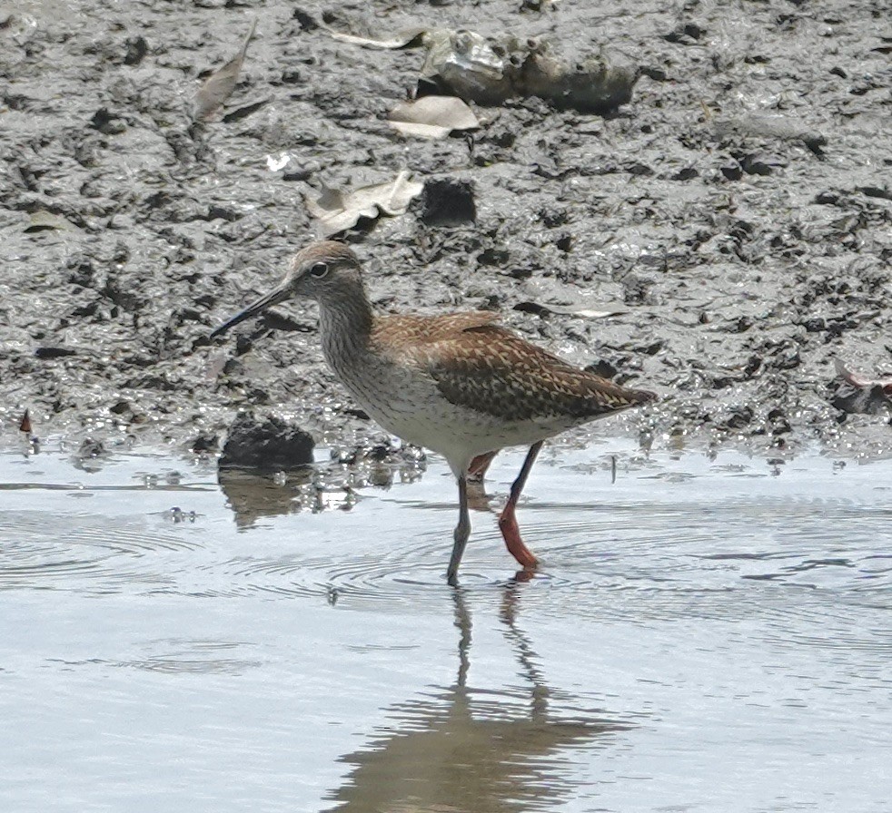 Common Redshank - ML623937606