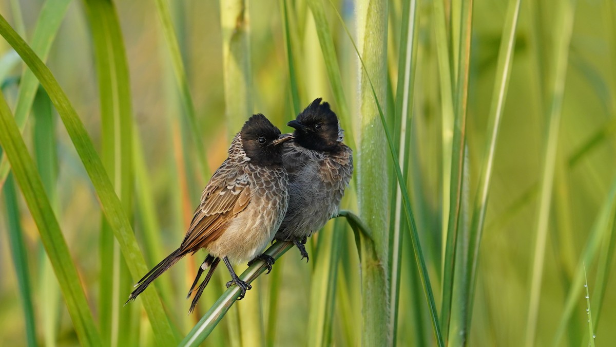 Red-vented Bulbul - ML623937611