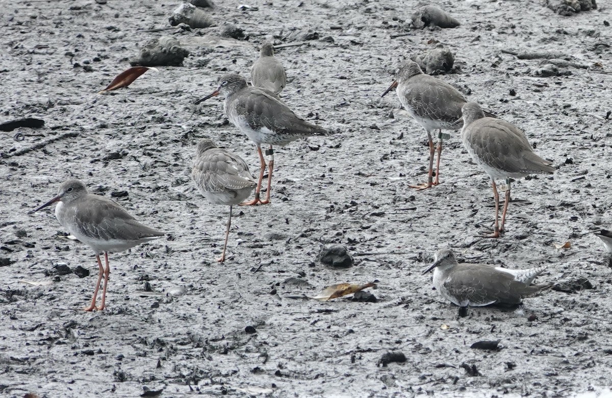 Common Redshank - ML623937613