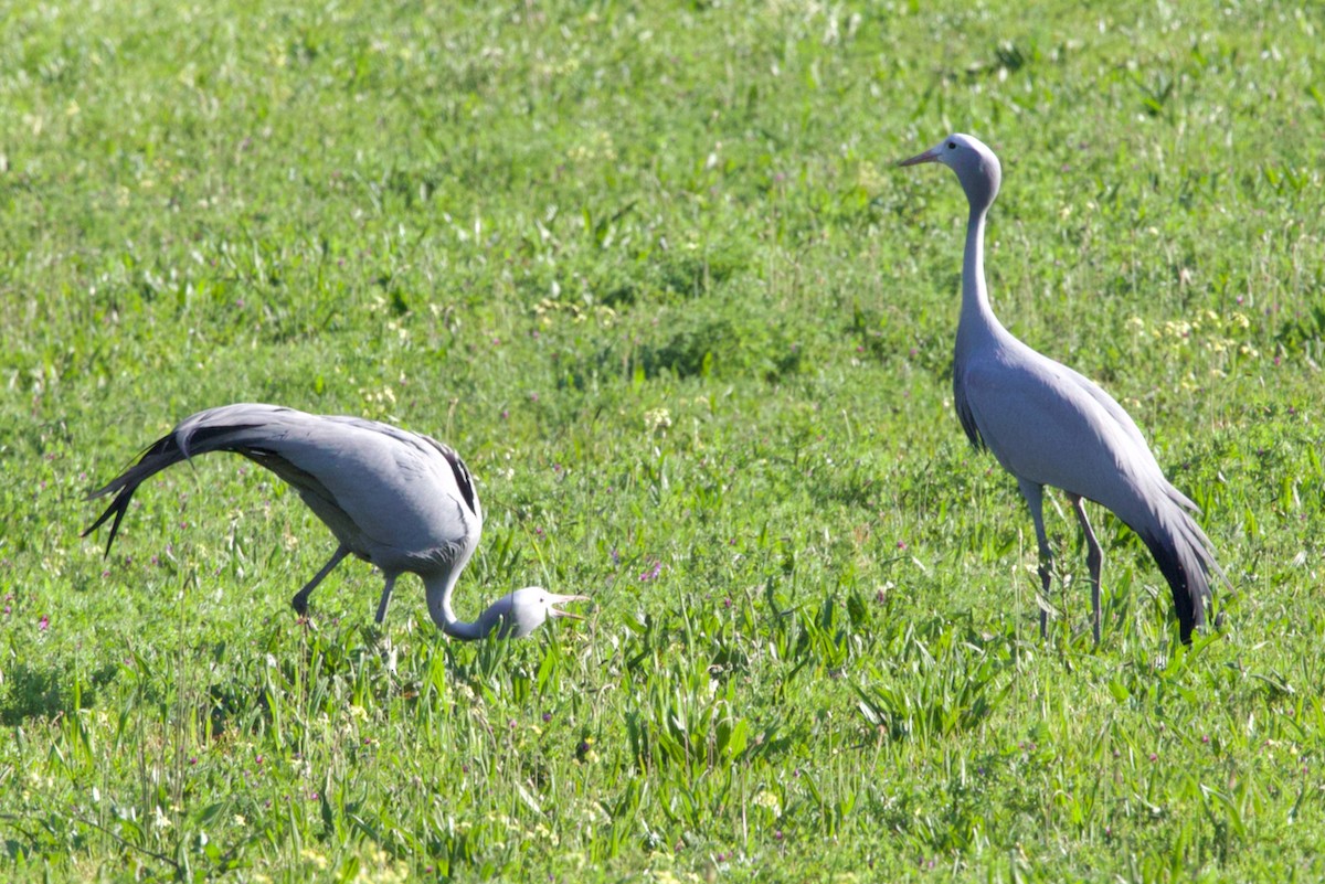 Blue Crane - ML623937623