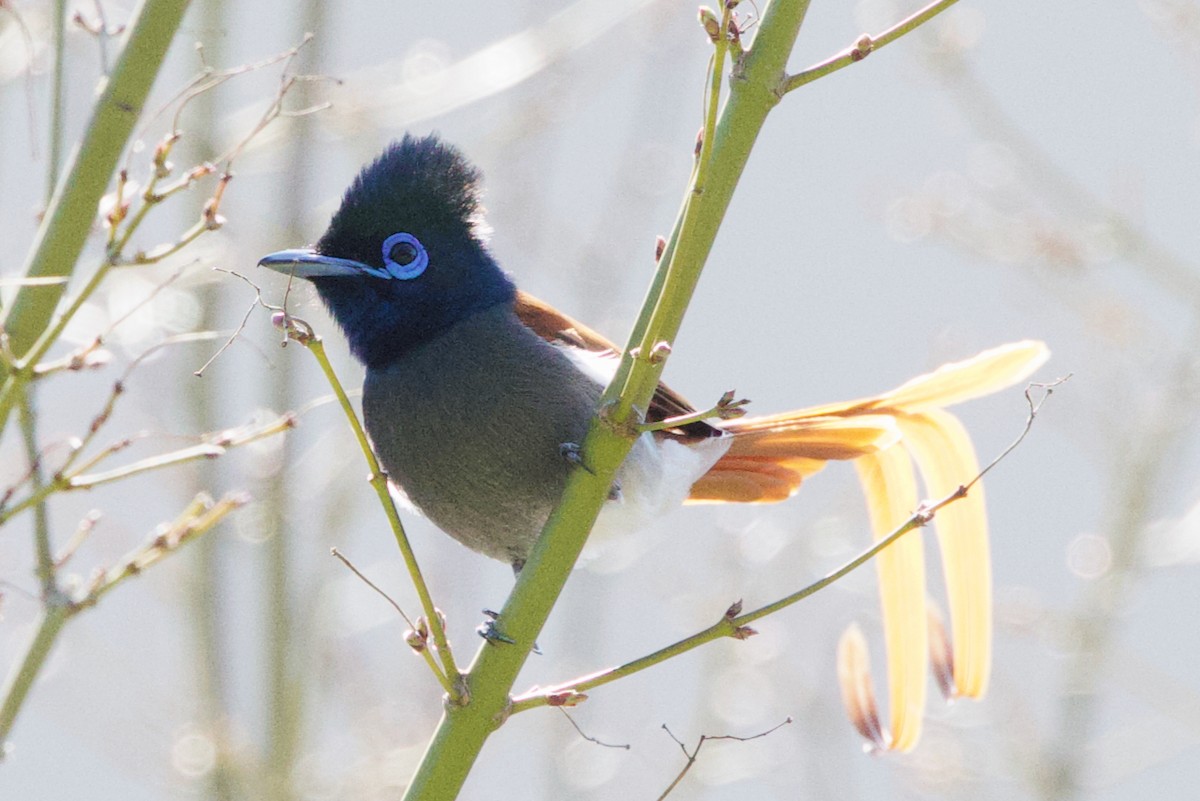 African Paradise-Flycatcher - ML623937626