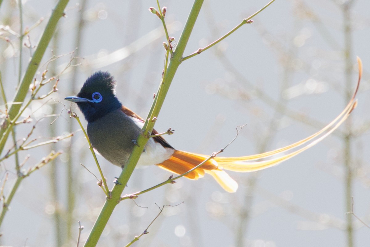 African Paradise-Flycatcher - ML623937627