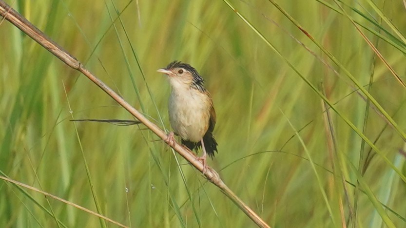 Indian Grassbird - ML623937632