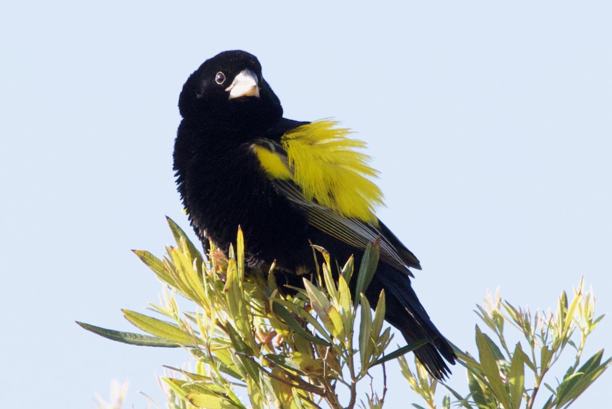 Yellow Bishop - ML623937635