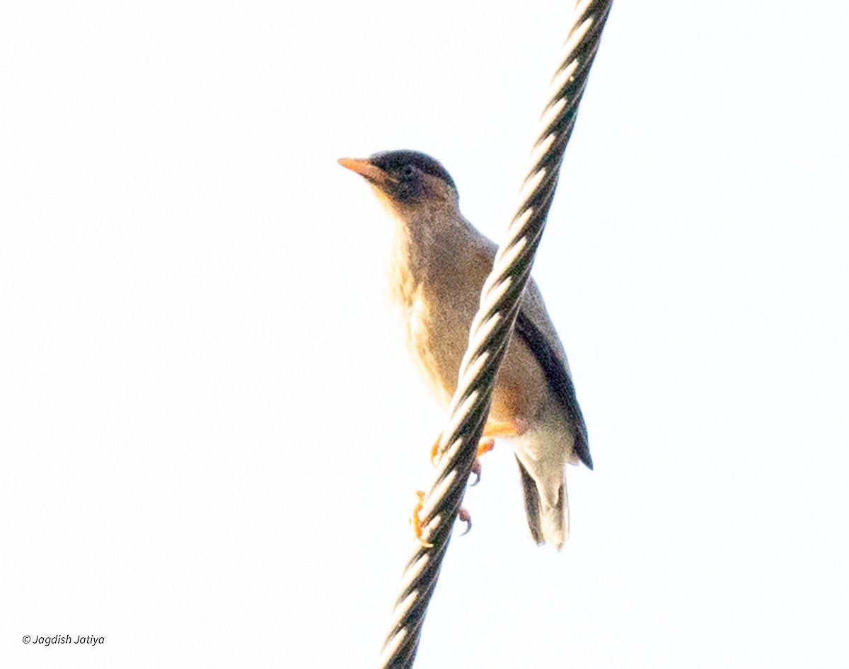 Brahminy Starling - Jagdish Jatiya