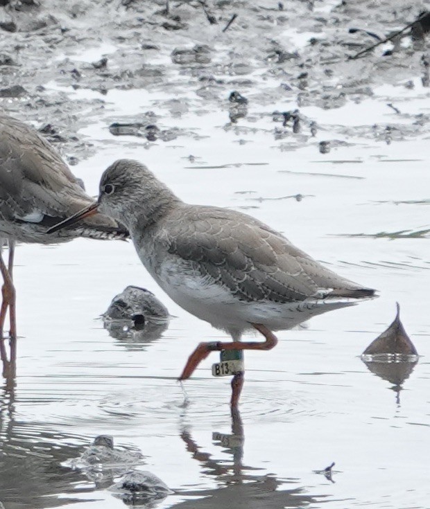 Common Redshank - ML623937660