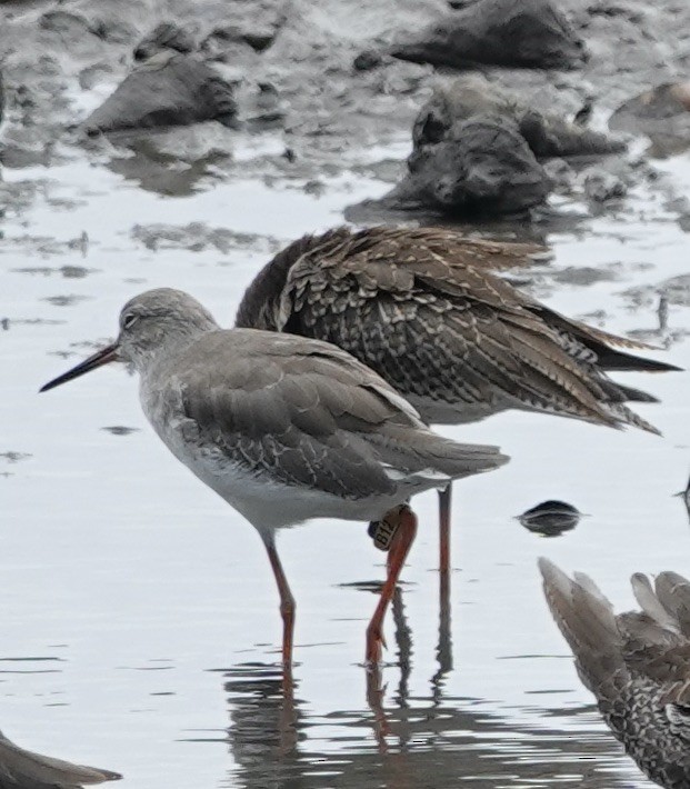 Common Redshank - ML623937663