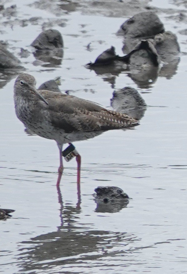 Common Redshank - Snotty Foster