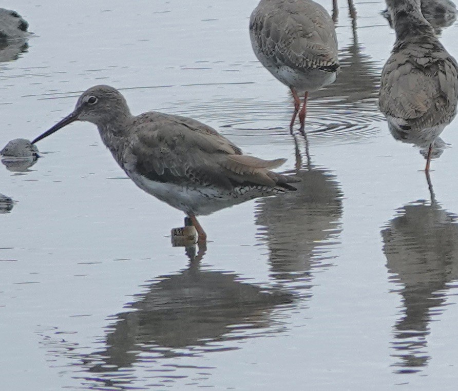 Common Redshank - ML623937699