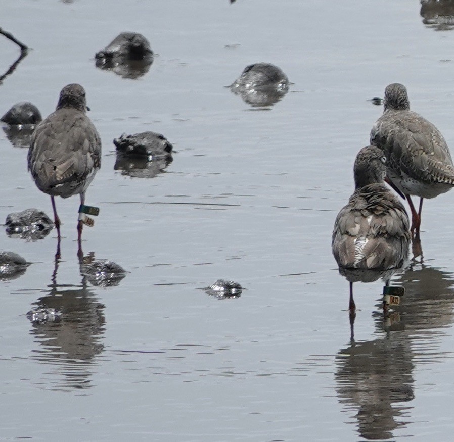 Common Redshank - ML623937704