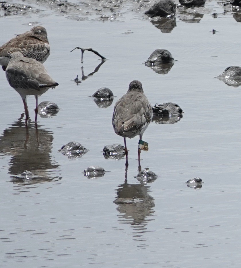 Common Redshank - ML623937709