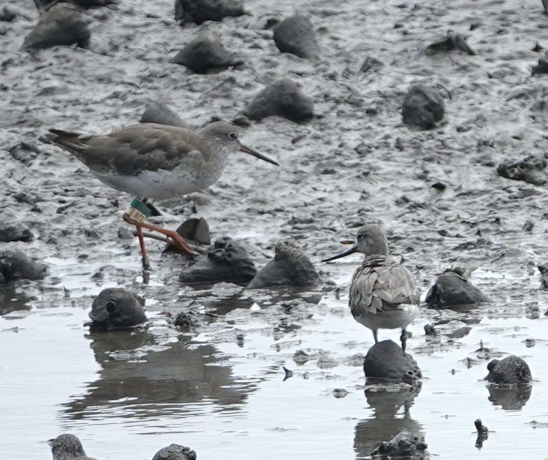 Common Redshank - ML623937731