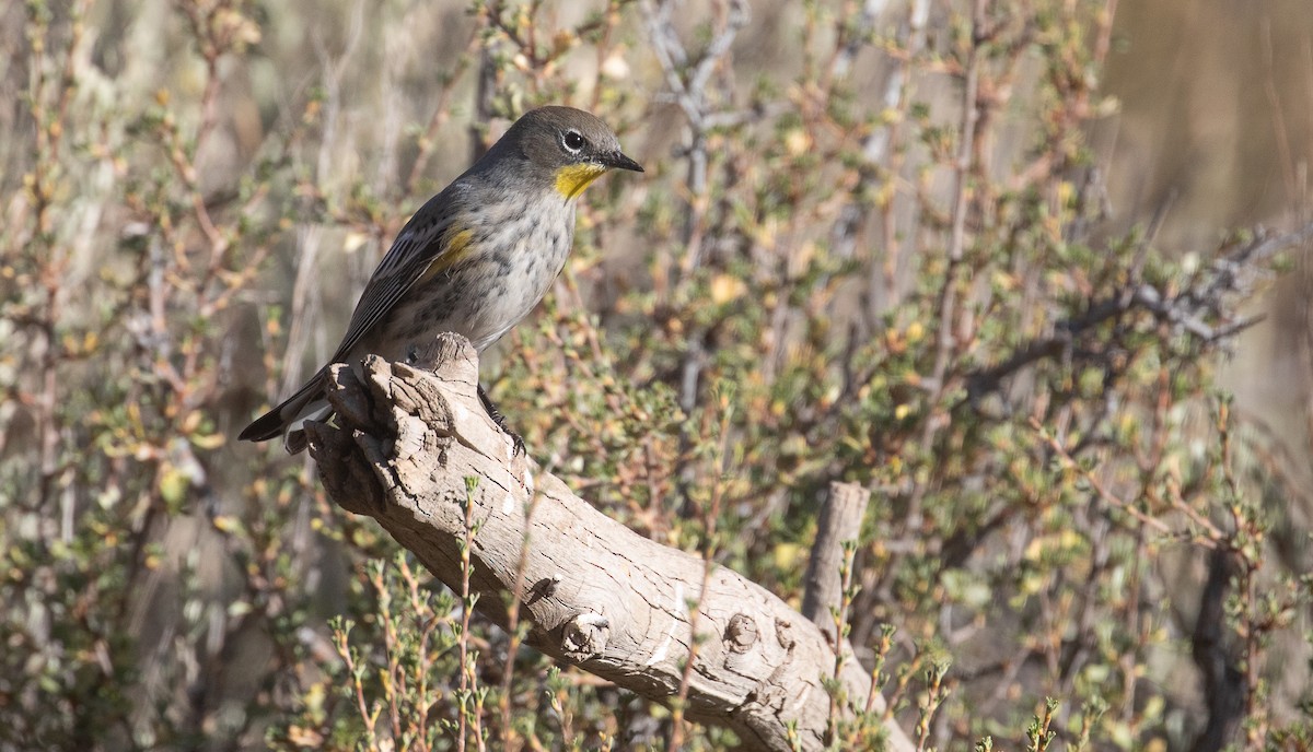 Yellow-rumped Warbler - ML623937749