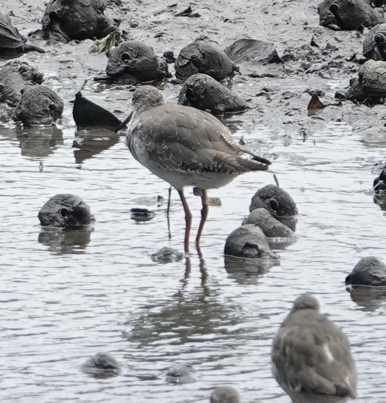 Common Redshank - ML623937750