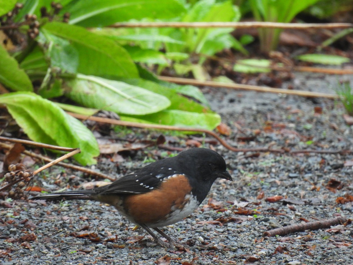 Spotted Towhee - ML623937771