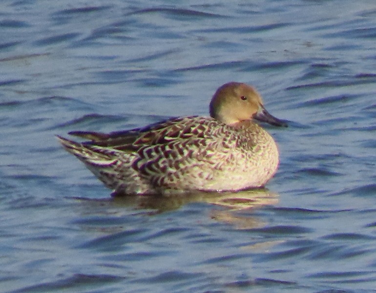 Northern Pintail - ML623937772