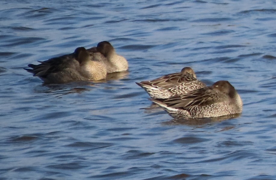 Northern Pintail - ML623937773