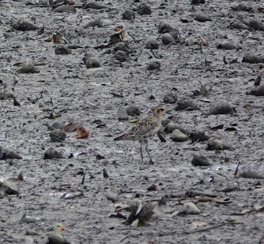 Pacific Golden-Plover - ML623937778