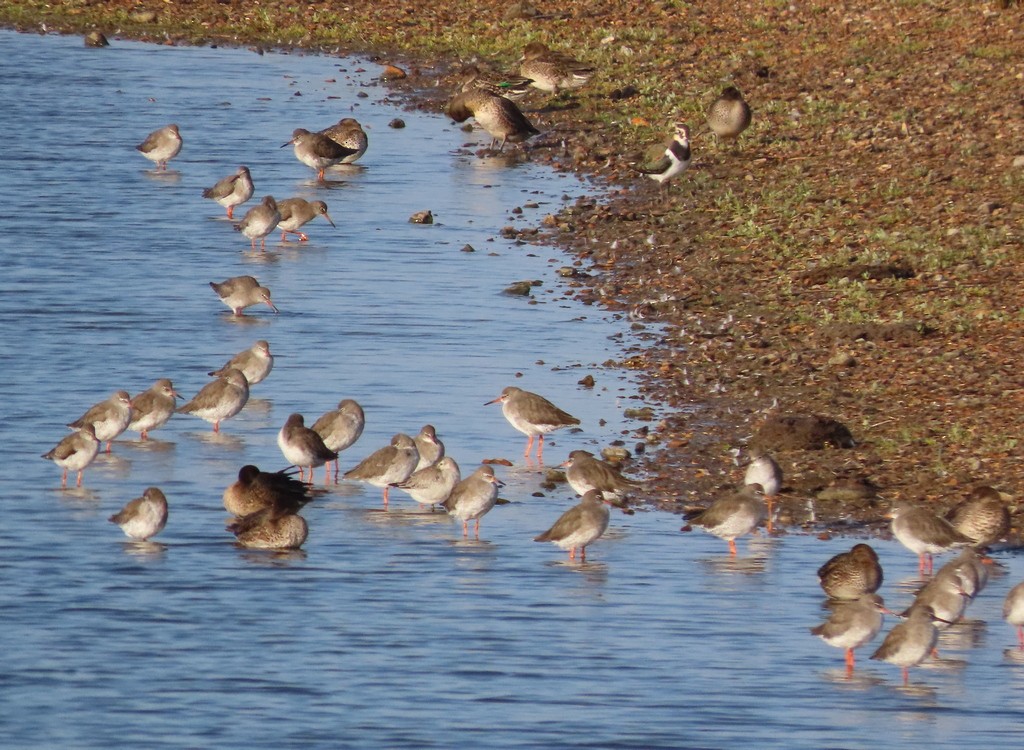 Common Redshank - ML623937785