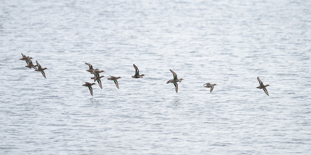 Green-winged Teal - ML623937786