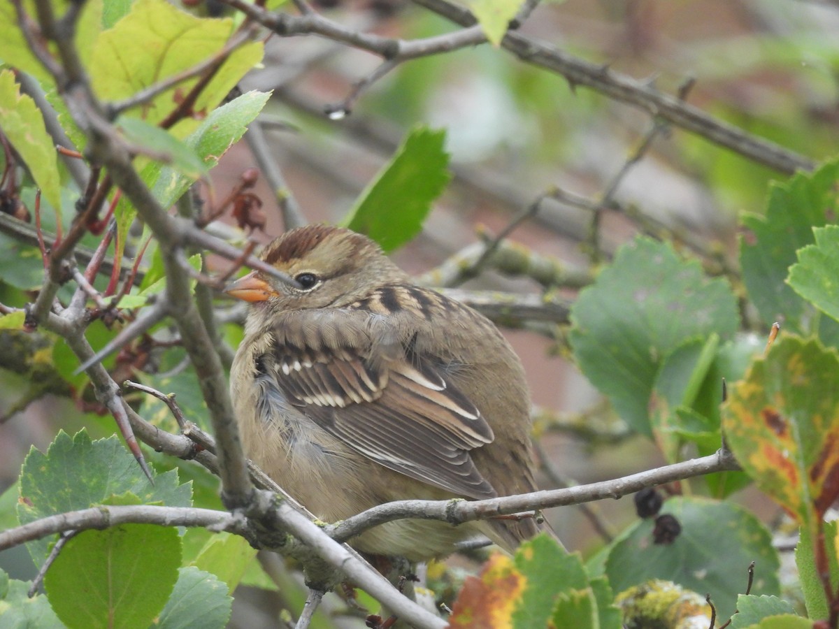 White-crowned Sparrow - Ben Wik