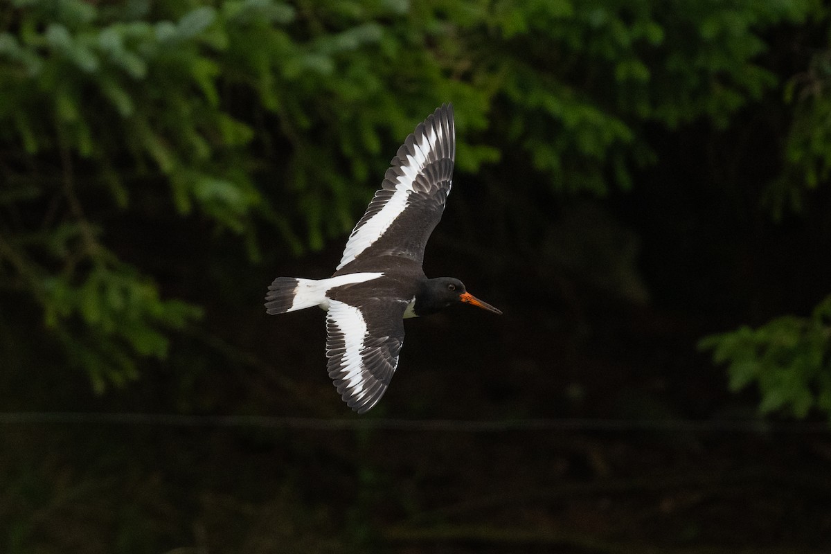 Eurasian Oystercatcher - ML623937791