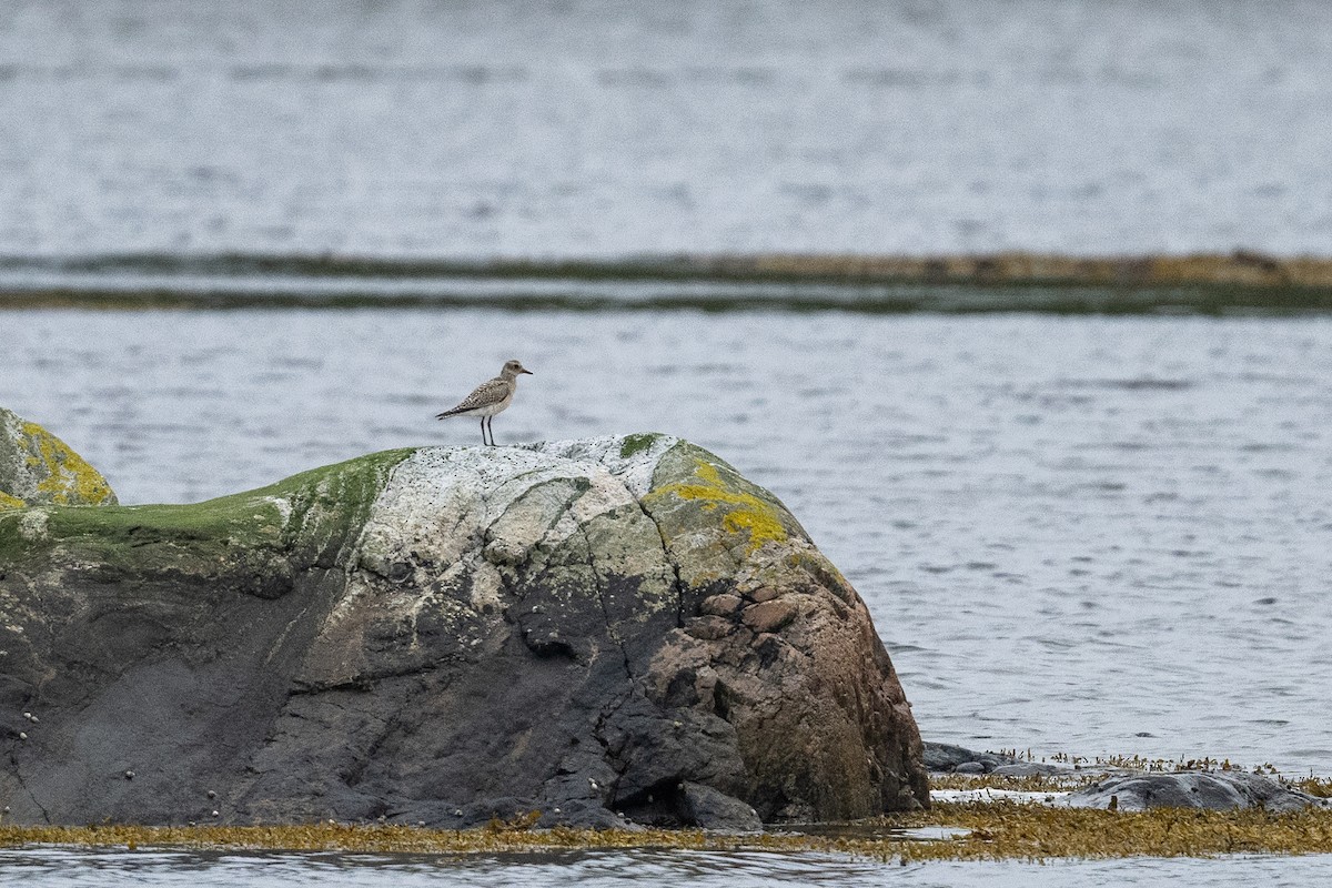 Black-bellied Plover - ML623937796