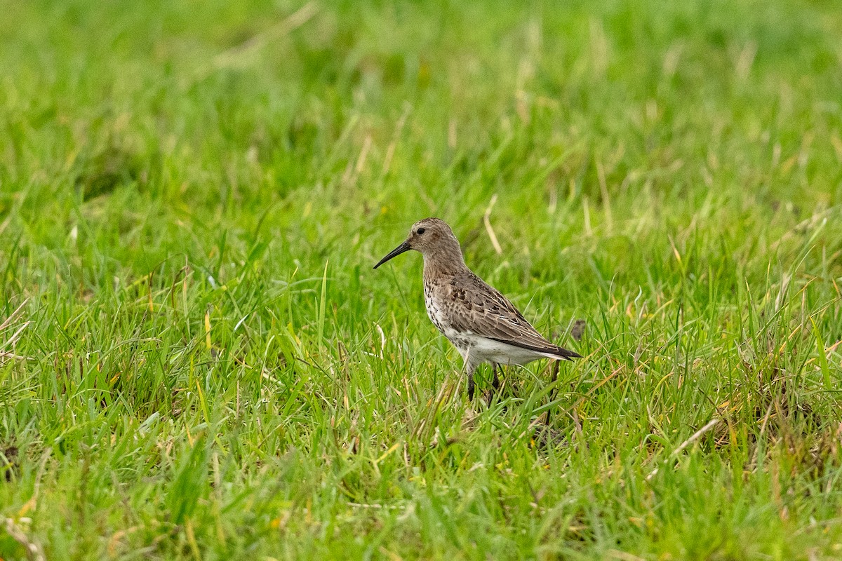 Dunlin - ML623937804