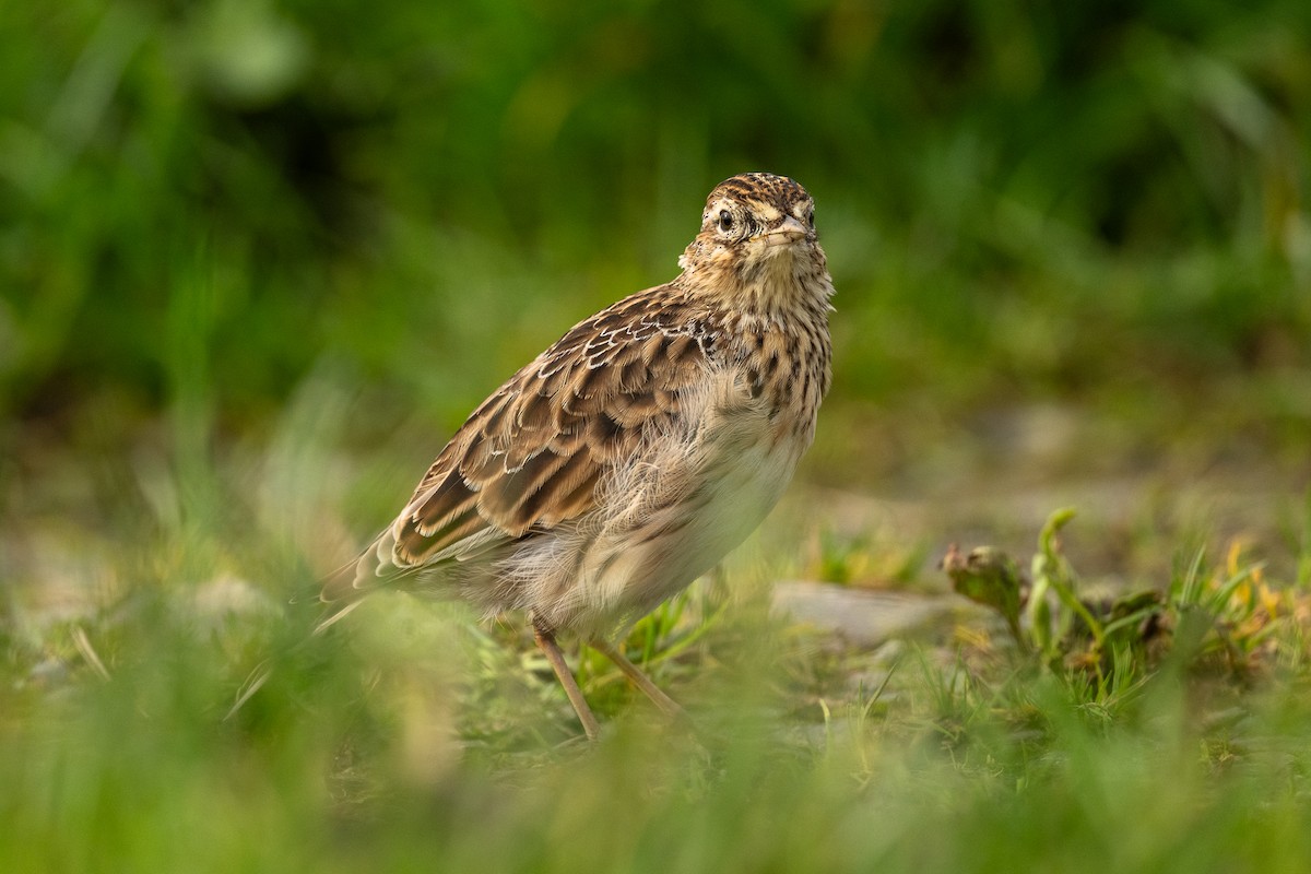 Eurasian Skylark - ML623937818