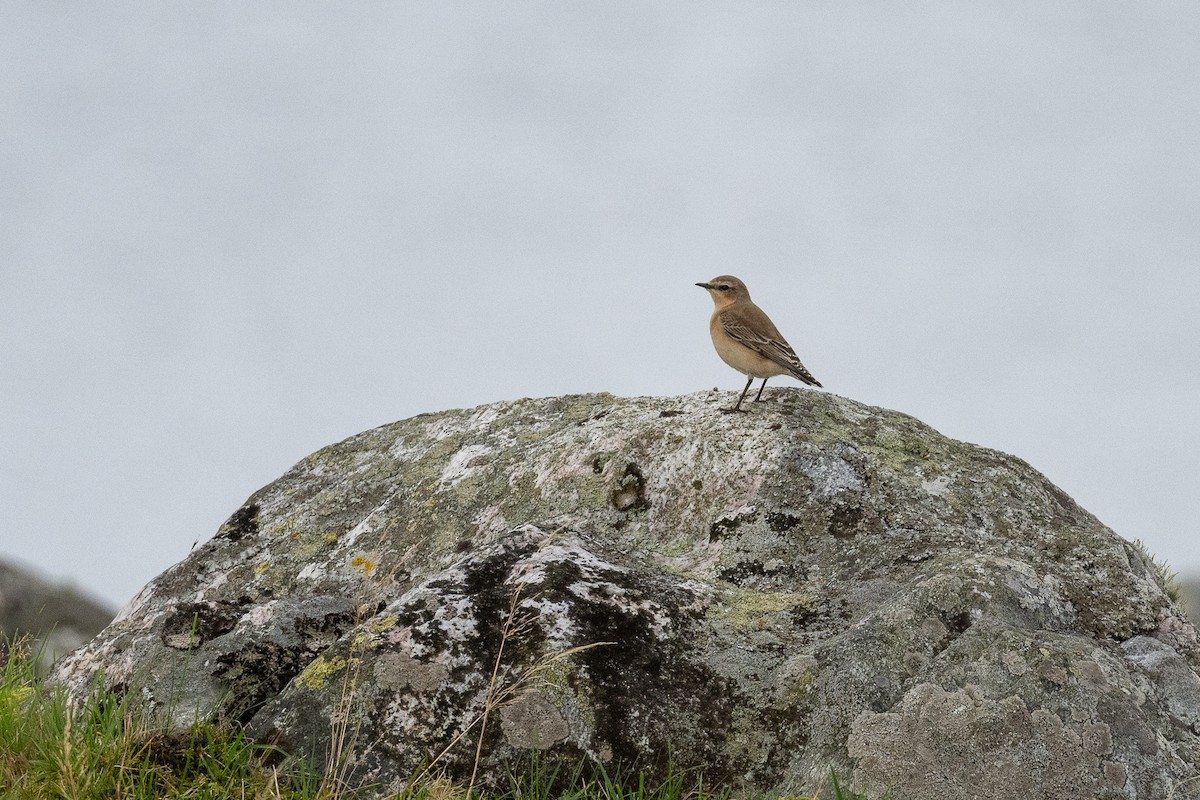 Northern Wheatear - ML623937822