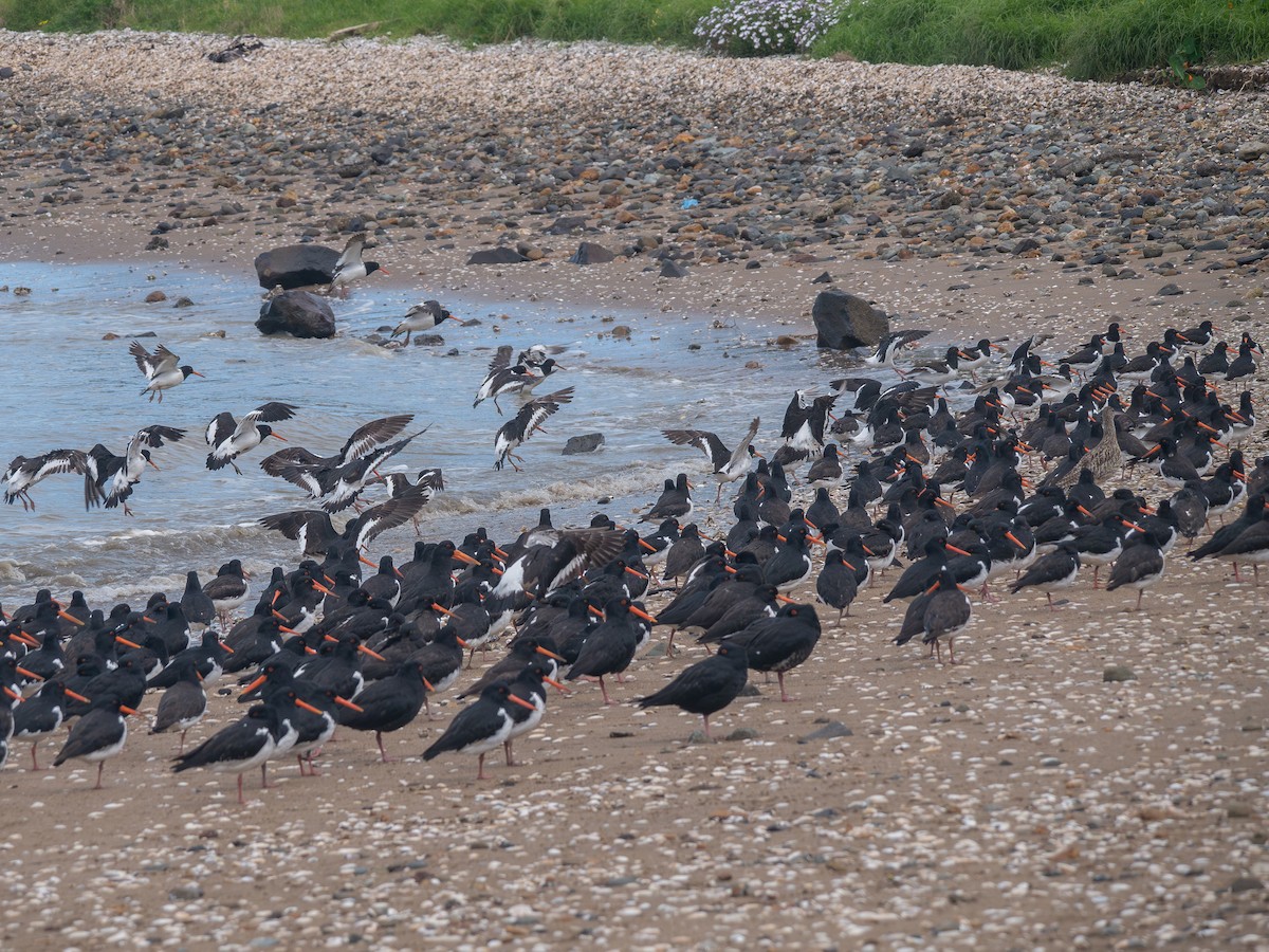 South Island Oystercatcher - ML623937823