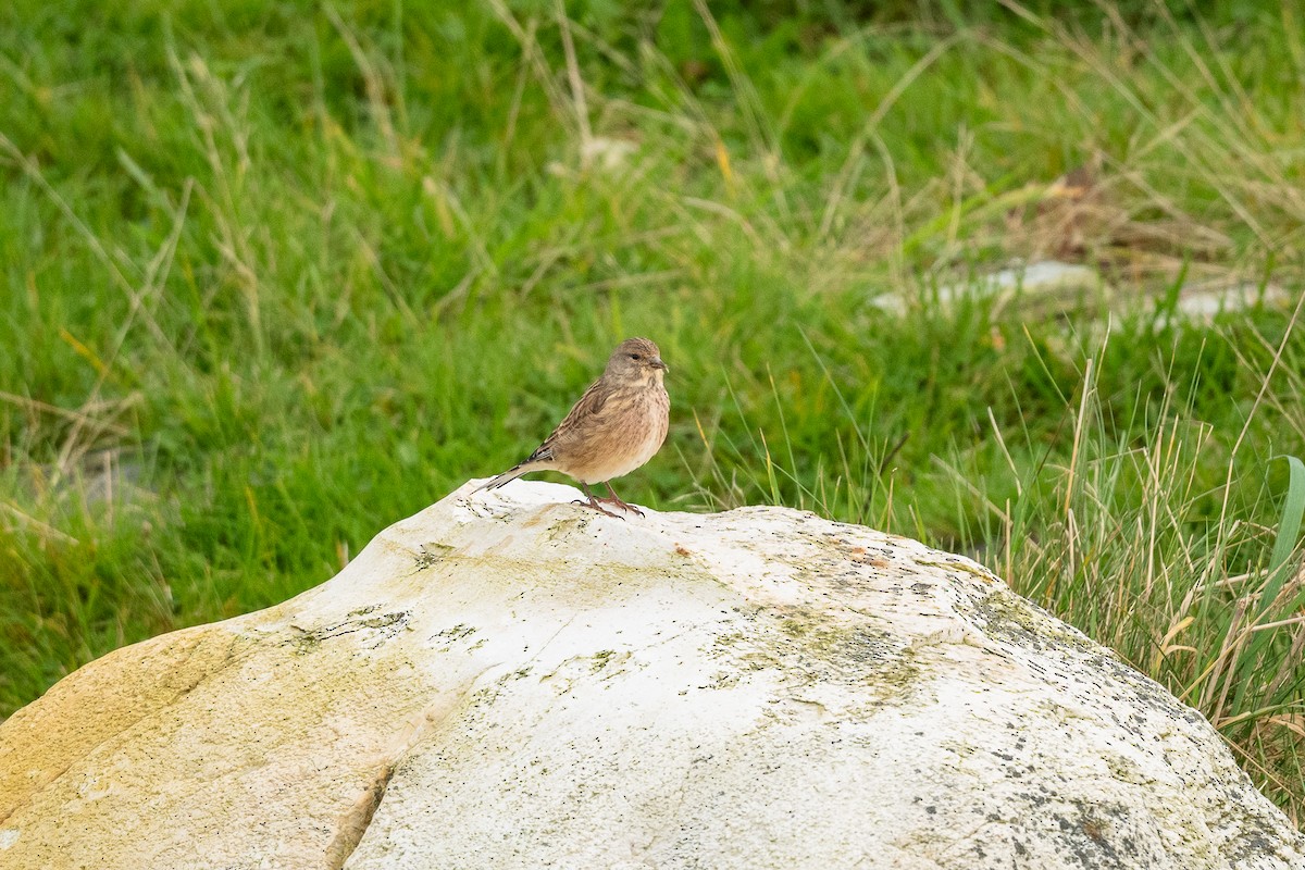 Eurasian Linnet - ML623937824