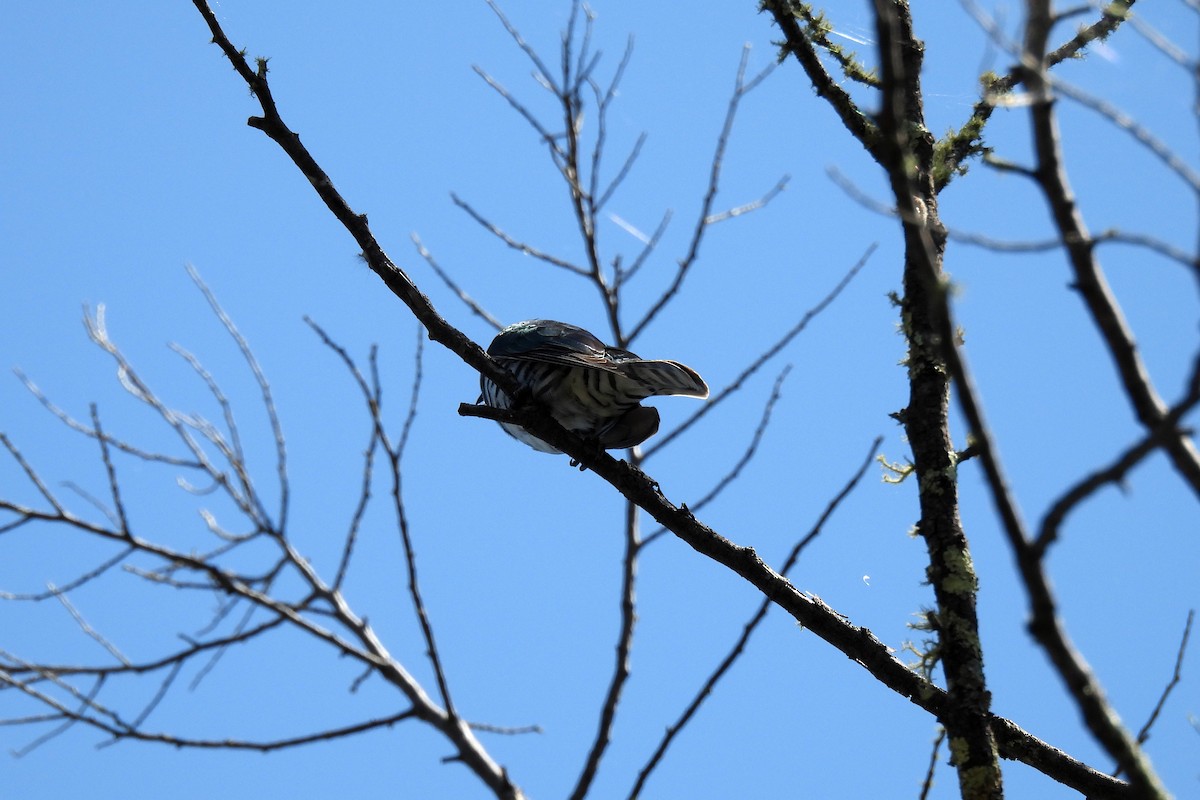 Shining Bronze-Cuckoo - ML623937827