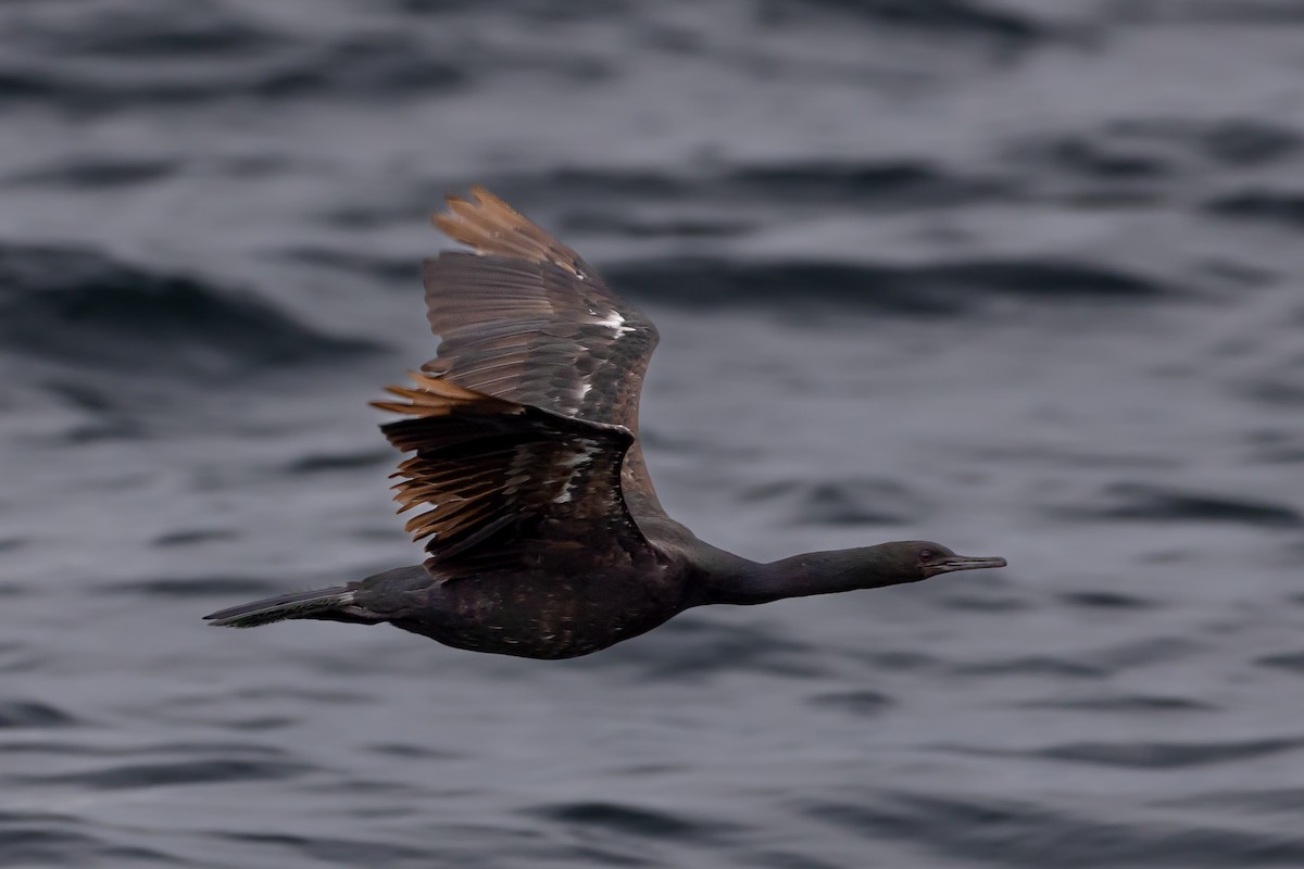 Pelagic Cormorant - ML623937842