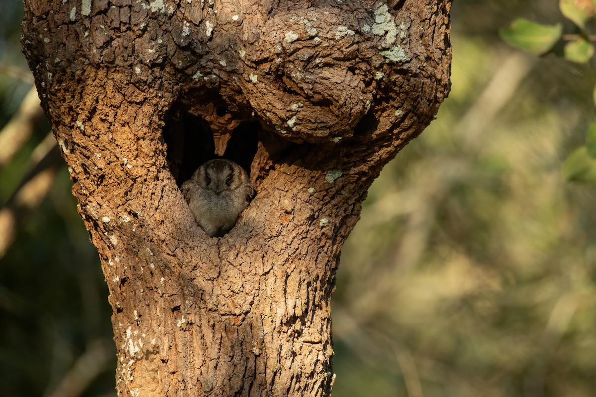 Australian Owlet-nightjar - ML623937843