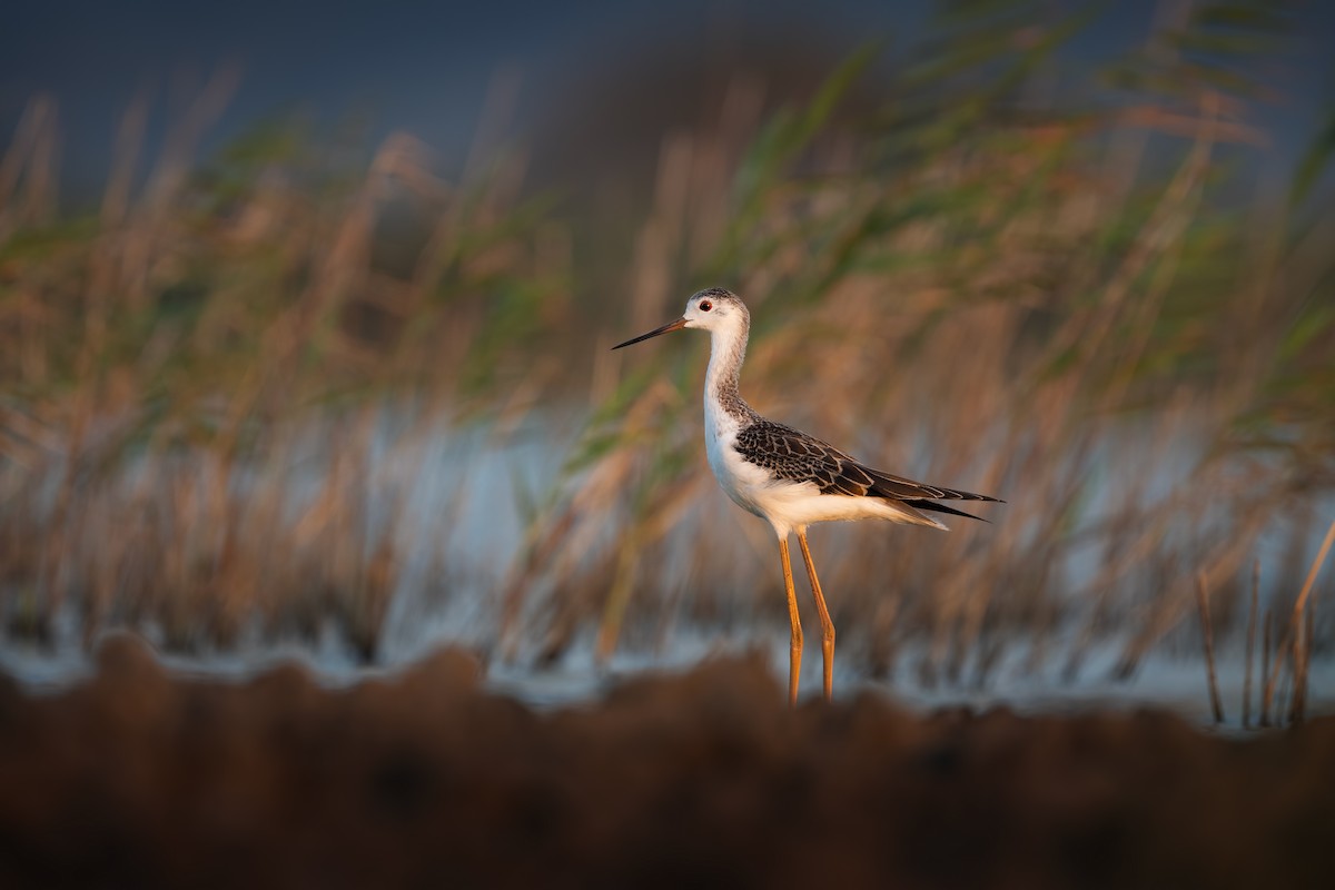 Black-winged Stilt - ML623937872