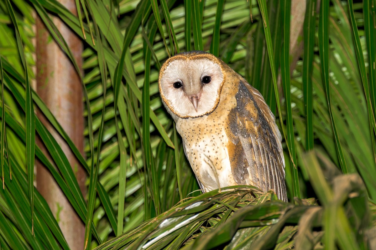 Barn Owl - ML623937902