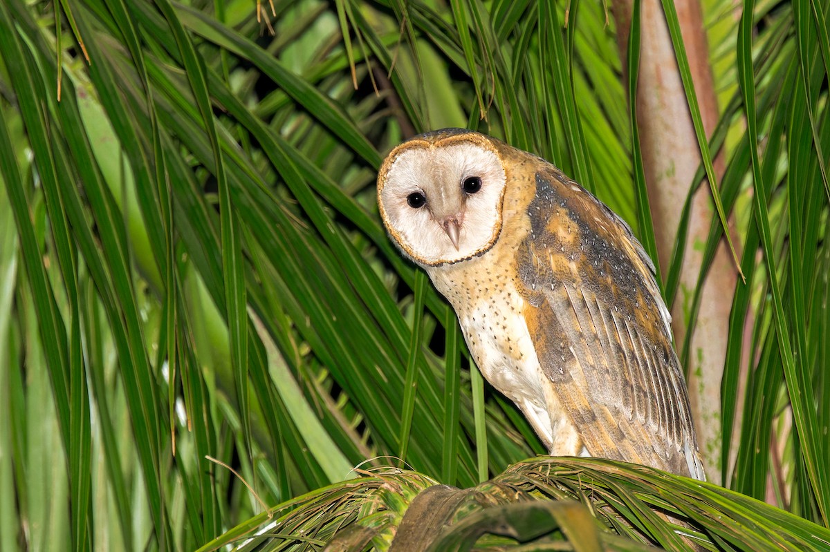 Barn Owl - ML623937904