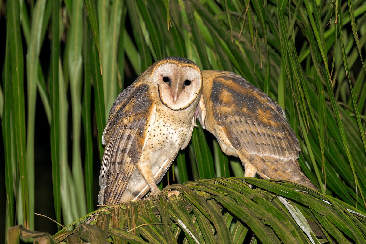 Barn Owl - ML623937907