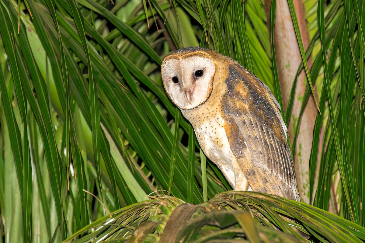 Barn Owl - ML623937908