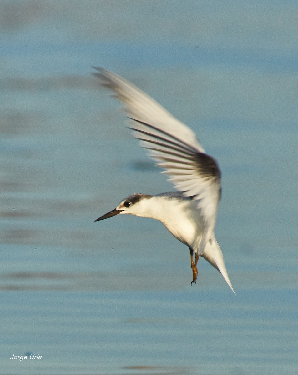 Least Tern - ML623937928